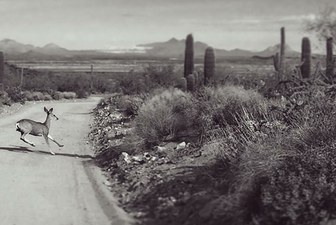 [mule deer running across road in Saguaro National Park West with Avra Valley and mountains in background, saguaros on right.: 91k]