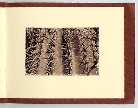 [Camino de Oeste Textures by Ann Richwine - saguaro thorns: 31k]